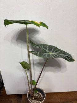 Alocasia Ivory Coast mom plant
