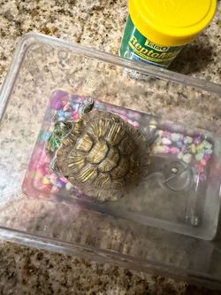 Mini tortuga! 🐢 freee