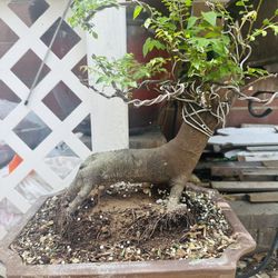 Bonsai starfruit tree, Cây khế Bonsai