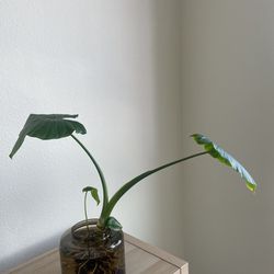 Plant + Vase
