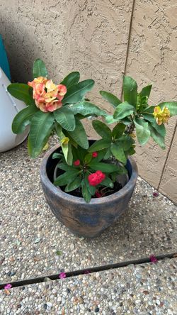 Crown Of Thorns