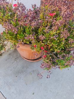 Flower Pot