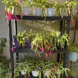 Christmas Cactus Plants 