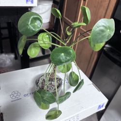 Pilea Peperomioides 