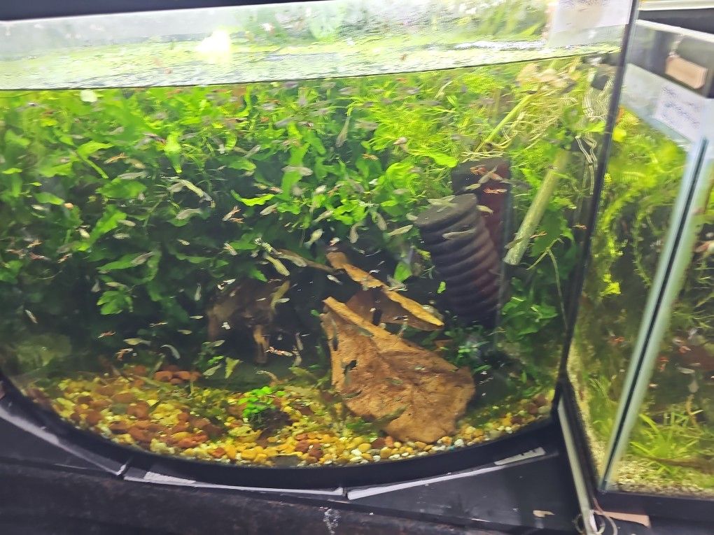 Fish Tank Decorations 