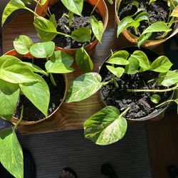 Pothos Plants Everywhere 