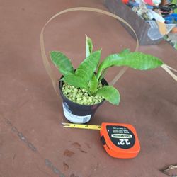 3" little  basket pot Sanseveria Plant $2.