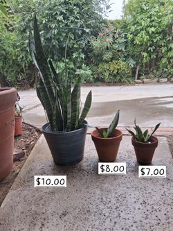 Snake plant 🪴
