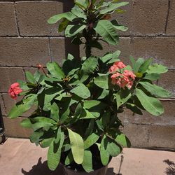 Corona De Cristo Plant