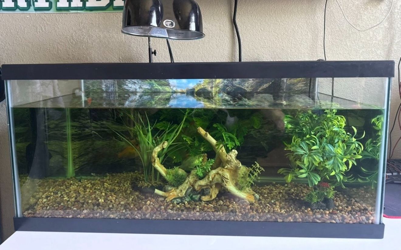 40 Gallon Fish Tank