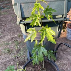 Fig Tree In Large Pot Decorative Green Plant
