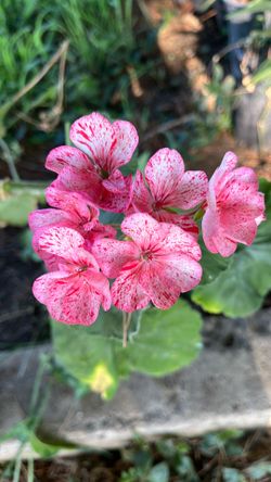 Planta malva