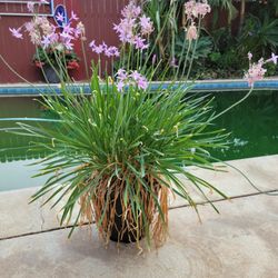 Plant Flowers Purple