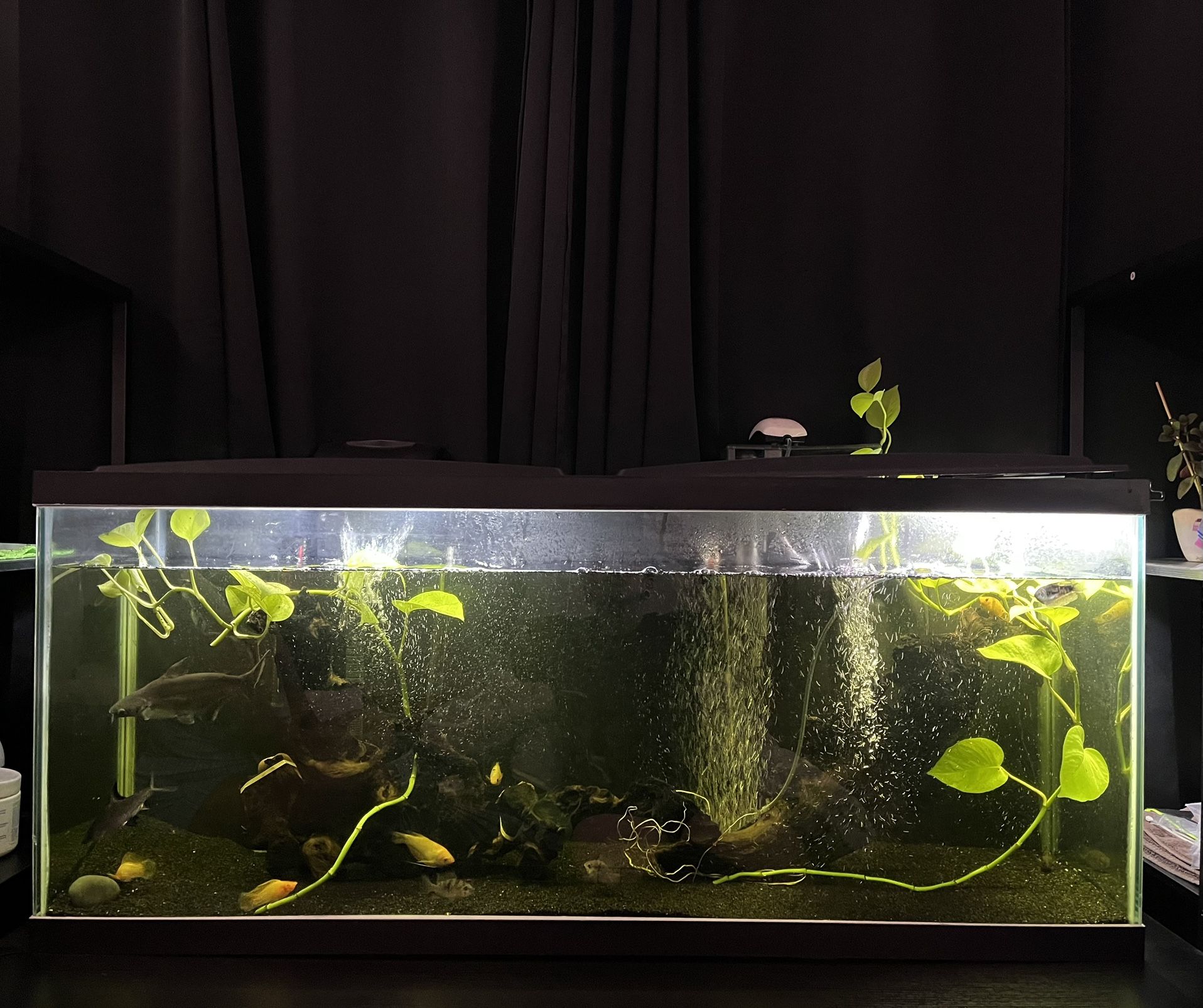 Fish Tank