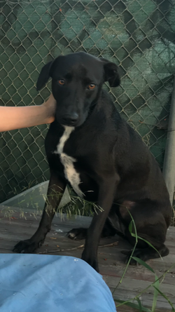 LOST BLACK LAB