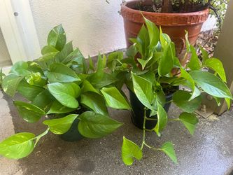 Pothos plants