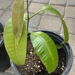 Mango trees, planted in a gallon pot. They measure about a foot tall from the ground up. $30 Each