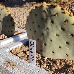 Blind Prickly Pear - Rooted (Opuntia rufida) 
