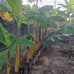 Platano Burros / Plaintains