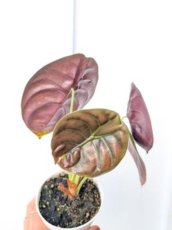 Alocasia Cuprea Red Secret Plant 4" Pot - Indoor House Plants