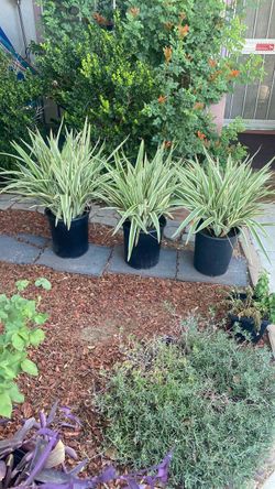 Potted plants