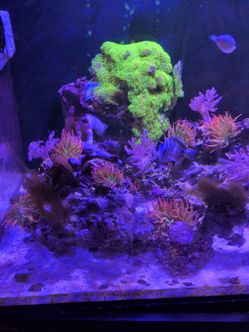Small rainbow bubble Tip anenome