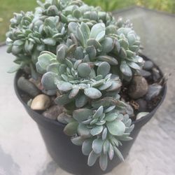 Crested Graptoveria Debbie | Rare Korean Cristata Succulents | Live Plants Rooted Cutting 