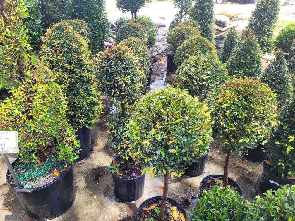TOPIARIES SMALL