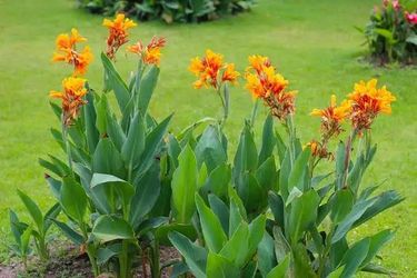 Canna Lilly- multiple plants in one pot, orange flower, established roots see second picture - 10$