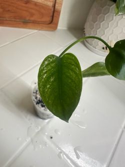 Monstera Devil Monster Grade A