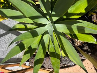 Foxtail Agave