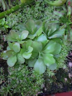 Pinguicula (moranensis x weser)