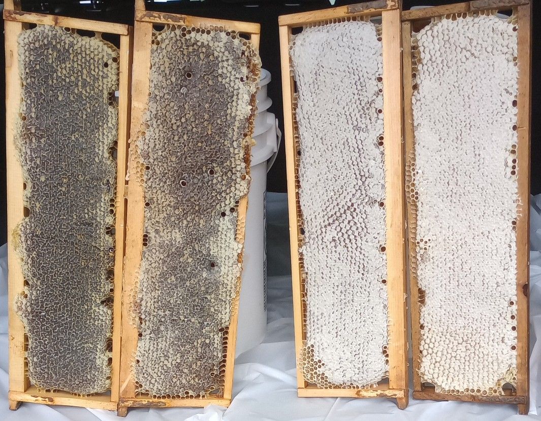 Honeycomb 2025