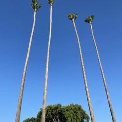 Tree Cervice 