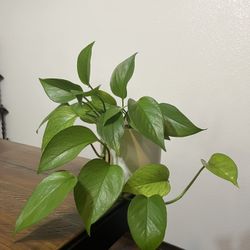 Jesseina Pothos 