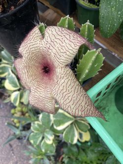 Stapelia Plant 🪴 