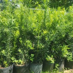 Podocarpus Plants For Privacy! 3 Feet Tall! Fertilized 