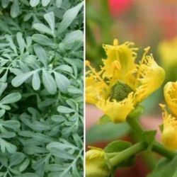 Female Rue Plant 🪴🌿🌼