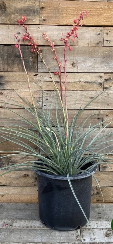 2 Beautiful Red Yucca Low Maintenance Plants