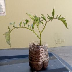 Slicing Tomato In 7inch Plant
