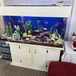 75 Gallon Fish Tank