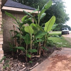 Ice Cream / Blue Java banana plants