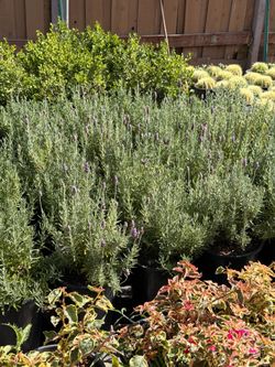 French Lavander 5 gal