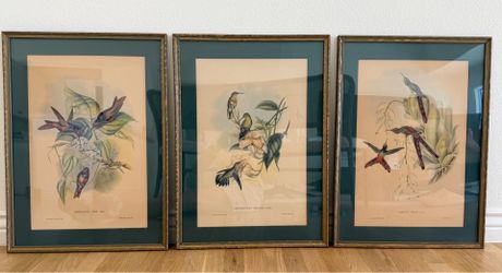 Vintage Framed John Gould Hummingbird Lithographs, 1940s - Set of 3