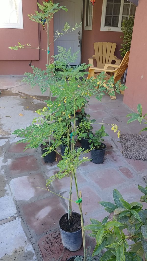 Moringa tree for Sale in Bakersfield, CA OfferUp