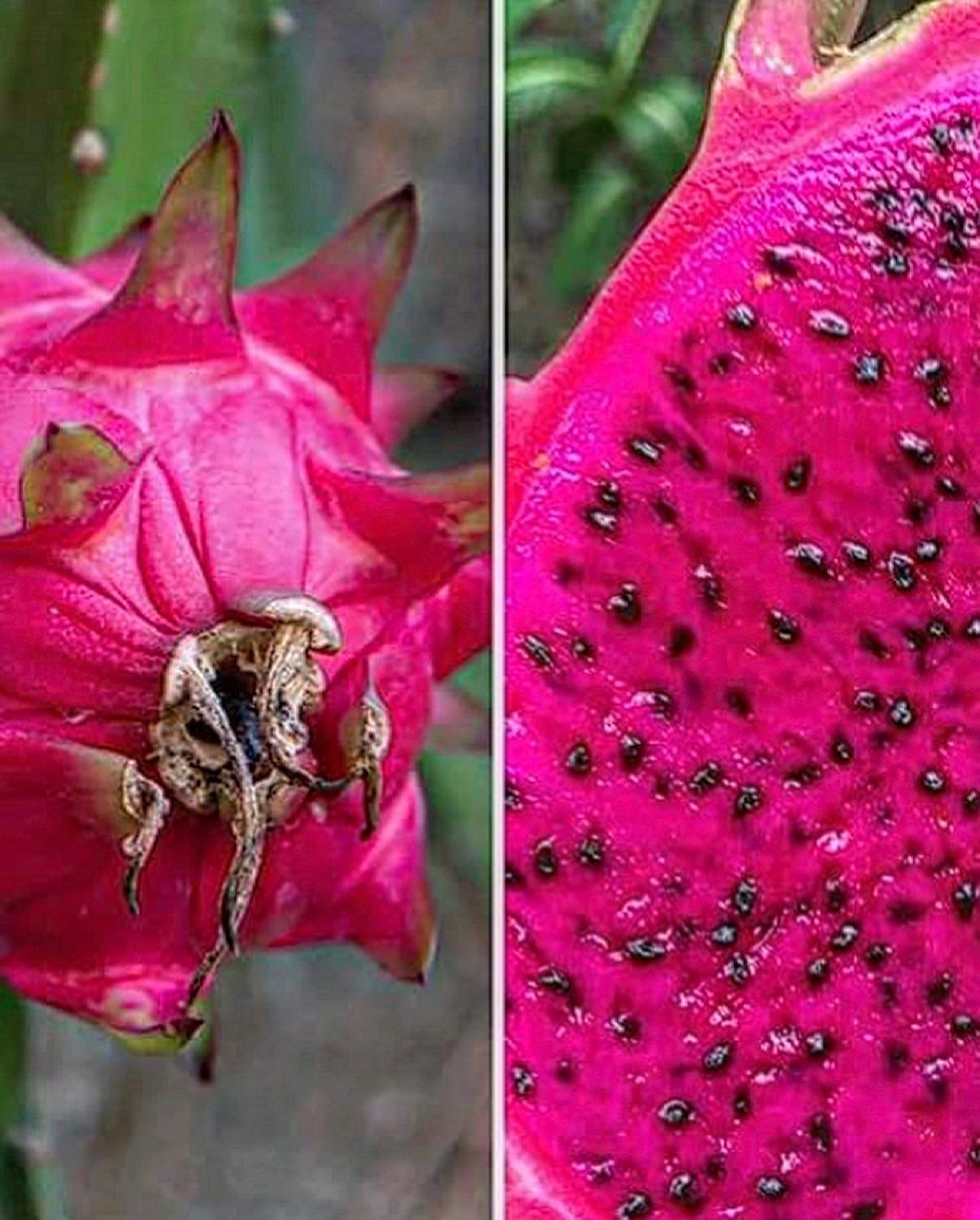 Dragon fruit Plants