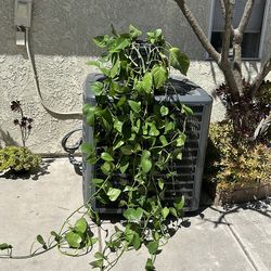 PHOTO SHADE PLANT!!!..,