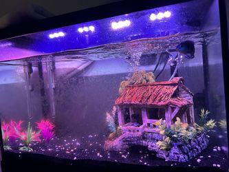 20 Gallon Fish Tank