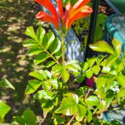 Honeysuckle Plant 5 Gallon