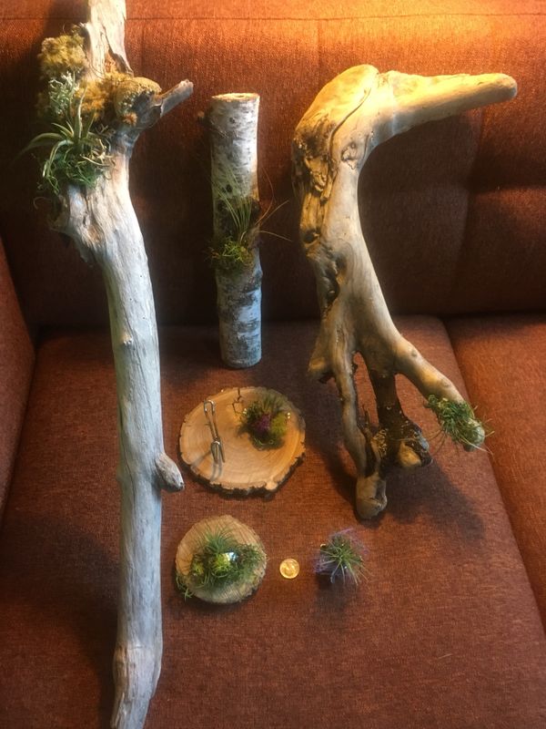 6 Air Plant Drift Wood Sculptures Home Garden In Seattle Wa 6 Air Plant Drift Wood Sculptures Home Garden In Seattle Wa Offerup